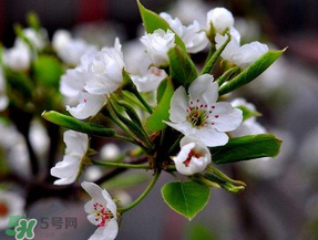 四月份開(kāi)什么花？四月份什么花開(kāi)？