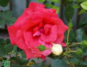 四月份開(kāi)什么花？四月份什么花開(kāi)？