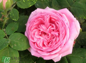 四月份開(kāi)什么花？四月份什么花開(kāi)？