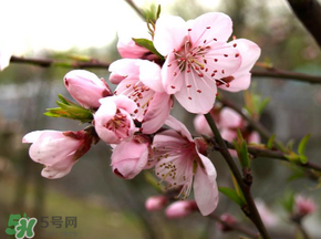四月份還有桃花嗎？桃花幾月份開？