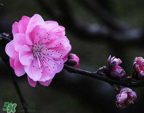四月份還有桃花嗎？桃花幾月份開？