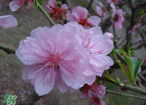 四月份還有桃花嗎？桃花幾月份開？