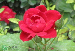 春天可以種玫瑰嗎？春天適合種玫瑰嗎？