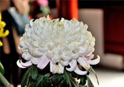 清明節(jié)掃墓買什么顏色菊花？清明節(jié)上墳用什么顏色菊花？
