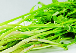 吃野芹菜會中毒嗎？吃野芹菜中毒了怎么辦？