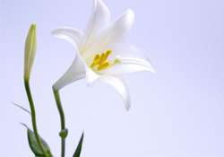 清明節(jié)上墳可以帶百合花嗎？清明節(jié)掃墓能用百合花嗎？