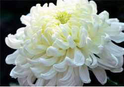 清明節(jié)掃墓為什么用菊花？清明節(jié)上墳為什么要送菊花？