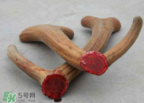 ?春天可以吃鹿茸嗎？鹿茸什么季節(jié)吃最合適？