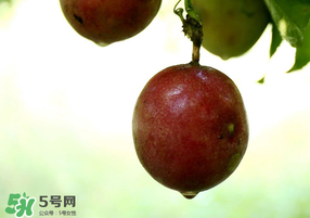 春天能吃百香果嗎？春天吃百香果好嗎？