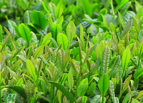 清明茶什么時候采？采清明茶什么時候結(jié)束？