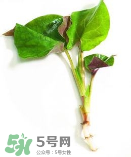 折耳根的功效與作用 折耳根有什么功效？