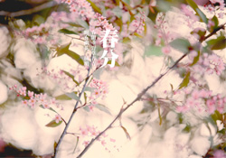 春分是春天的開始嗎？春分是春天來的意思嗎？