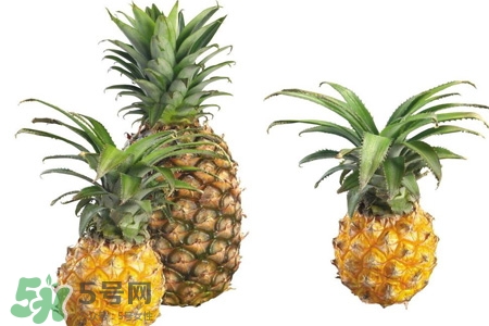 吃菠蘿可以減肥嗎？菠蘿真的能減肥嗎？