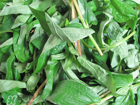 清明菜是什么菜？清明菜是艾草嗎？