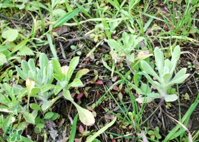 清明菜是什么菜？清明菜是艾草嗎？