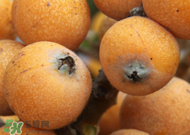 枇杷什么時(shí)候成熟？枇杷什么時(shí)候上市？