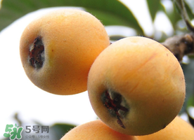 枇杷什么時(shí)候成熟？枇杷什么時(shí)候上市？