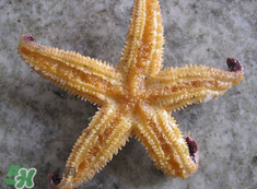 海星怎么吃？海星能吃嗎？