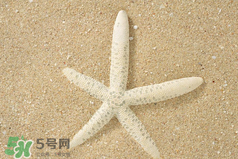 海星怎么吃？海星能吃嗎？