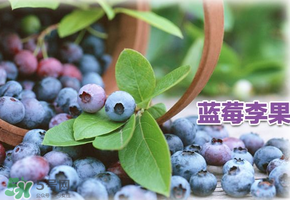 藍(lán)莓李果是假的嗎？火車(chē)上的藍(lán)莓李果是真的嗎？