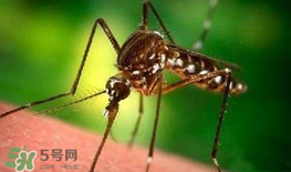 什么防蚊效果好？嬰兒用什么防蚊？