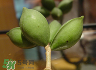 檳榔為什么會上癮？檳榔上癮怎么戒？