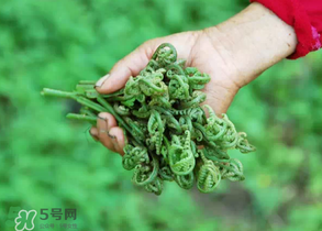 糖尿病能吃蕨菜嗎？糖尿病可以吃蕨菜嗎？