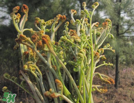 糖尿病能吃蕨菜嗎？糖尿病可以吃蕨菜嗎？