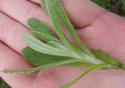 清明菜怎么做好吃？清明菜怎么做止咳？