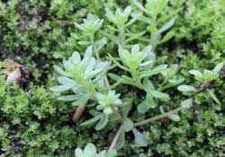 清明菜是什么菜？清明菜是艾草嗎？