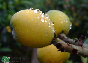 糖尿病能吃枇杷嗎？糖尿病人能吃枇杷嗎？