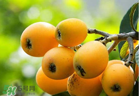 寶寶感冒可以吃枇杷嗎？寶寶感冒能吃枇杷嗎？