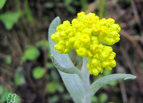 清明菜開花了能不能吃？清明菜怎么吃？