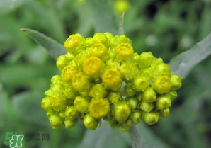 清明菜開花了能不能吃？清明菜怎么吃？