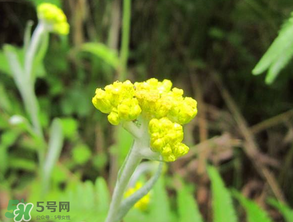 清明菜開花了能不能吃？清明菜怎么吃？