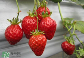 枇杷和草莓能一起吃嗎？枇杷能和草莓能一起吃嗎？