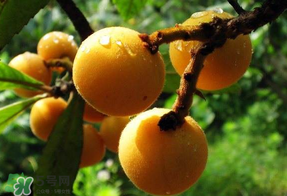 枇杷和蘋(píng)果能一起吃嗎？蘋(píng)果和枇杷能一起煮嗎？