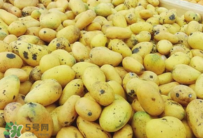 芒果爛了一點(diǎn)能吃嗎？芒果爛了一半還能吃嗎？