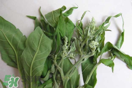 艾草可以治療宮寒嗎？艾草泡腳能治宮寒嗎？