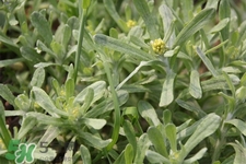 艾草能治療蕁麻疹嗎？艾草可以治療蕁麻疹嗎？