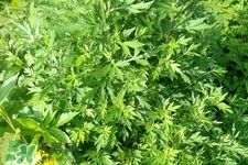 艾草可以治痛經(jīng)嗎？艾草能治月經(jīng)不調(diào)嗎？