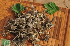 艾草可以治感冒嗎？艾草如何治療感冒？