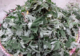艾草可以治感冒嗎？艾草如何治療感冒？