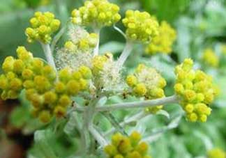 清明菜開(kāi)花了能不能吃？清明菜怎么吃？