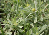 艾草能治療蕁麻疹嗎？艾草可以治療蕁麻疹嗎？