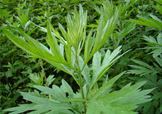 艾草可以治腳氣嗎？艾草泡腳能治腳氣嗎？