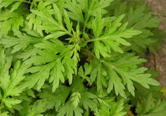 艾草吃了有什么好處？艾草吃多了會(huì)怎樣？