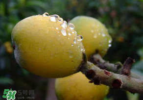枇杷可以和蔥一起煮嗎？蔥和枇杷葉一起煮可以喝嗎？
