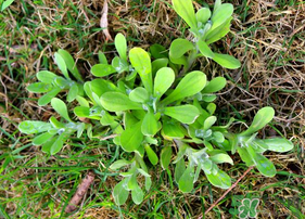 清明菜可以種植嗎？清明菜怎么種植？