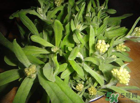 清明菜可以種植嗎？清明菜怎么種植？